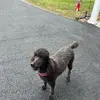 Jean Cooley Corbin mana bear - @jean.cooley.corbi - TikTok