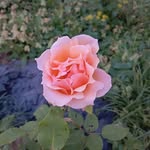 Jean Hagston Cooley - @hagstoncooley - Instagram