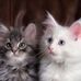 Jean Dellinger - Facebook