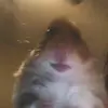 Jean Luís Diehl - @corpos.perfeitos - TikTok