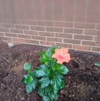 Jean Dillard - Facebook