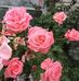 Jean Dodd - Facebook