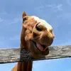 KALANI JEAN DOUGLASS - @kalani.jean.dougl - TikTok