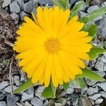 Jean Dow Herbalist - @jeanrdow - Instagram