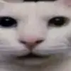 fart - @this_my_friend_jean - TikTok