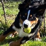 Django (ou Jean Gault) - @django.le.dingo - Instagram