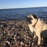 Jean Gene Jean - @thepugwhispererjean - Instagram