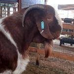 Jean Gerber - @ranch_chevon_boerbok_stoet - Instagram