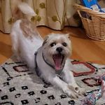 Jean Haley - @jeanhaleypug - Instagram