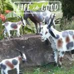 Jean Hammock - Facebook
