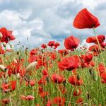 Jean Irving - @cruisingjeannie - Instagram