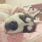 贺小攀 - @jean__jay - Instagram