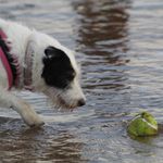 Scarlett Jean Chedzoy Kehoe - @crazykehoe - Instagram