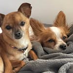 Jean-Luc & Kingston - @jeanlucandkingston - Instagram