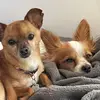 Jean-Luc and Kingston - @jeanlucpapillon - TikTok