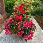 Blumenhaus Jean Kullmann - Grabpflegeservice - @blumenhausjeankullmann1896 - Instagram