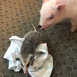 Animals of Jean Lafitte Swamp - @sunshineandpatrick - Instagram