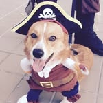 Jean Lafitte - @piratecorgi - Instagram