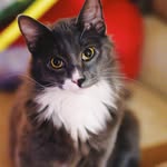 Jean Lafitte - @jeanlafittethecat - Instagram