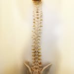 Jean Luc Lafitte - @jllchiropractic - Instagram