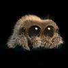 Jeannealie Lahey - @jeannealielahey - TikTok