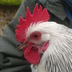 JEan Lange - @naejeanegnal - Instagram