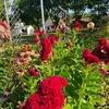 Jean Lange - @jean.lange - TikTok