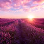 Jean Lavender - @jean_lavender_sarl - Instagram