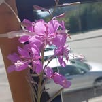 Jean Leslie - @jean.leslie.96 - Instagram