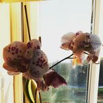 Jean Lyons - @jeanlyons29 - Instagram