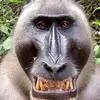 Monkey_man - @jeannettelytle - TikTok