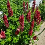 Jean MacKay - @jean.mackay.5496 - Instagram