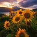 Jeanne McHenry - Facebook