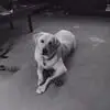 Jean Bergesen Millard - @jean.bergesen.mil - TikTok
