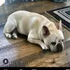 Jean Molitor - @jean.molitor - TikTok