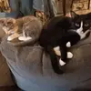 nancejeanpascalli - @nancejeanpascalli - TikTok