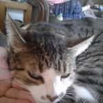 Bella Jean Newell - @bella_thebengal05 - Instagram