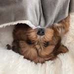 ~ Oakley Jean ~ - @oakley.jean_the.bear - Instagram