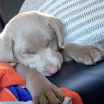 Oakley Jean - @oakleyjean1 - Instagram