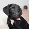 OakleyJeanW - @oakleyjeanw - TikTok