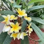 Jean Odom - @jeanodom74 - Instagram