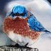 Jean Pace - Facebook