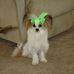 JuJubelle-Jean Paden-Independent - Facebook