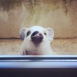 Jean-Patrick Hennique - @jeanpatrick_the_mini_pig - Instagram