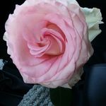 jean van patten - @jeanvanp - Instagram