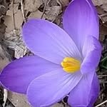 Jean Pederson - @bat.hillel - Instagram