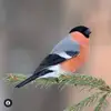 Jean Pierre Pellerin - @jean.pierre.pelle2 - TikTok