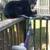 Jeanette Prentice - @jeanette.prentice7 - TikTok
