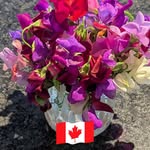 Jean Campbell Priest - @retiredbookkeeperjp - Instagram