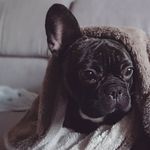 Jean-Prout - @jp.the.frenchie - Instagram